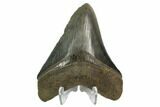 Serrated, Fossil Megalodon Tooth #124197-2